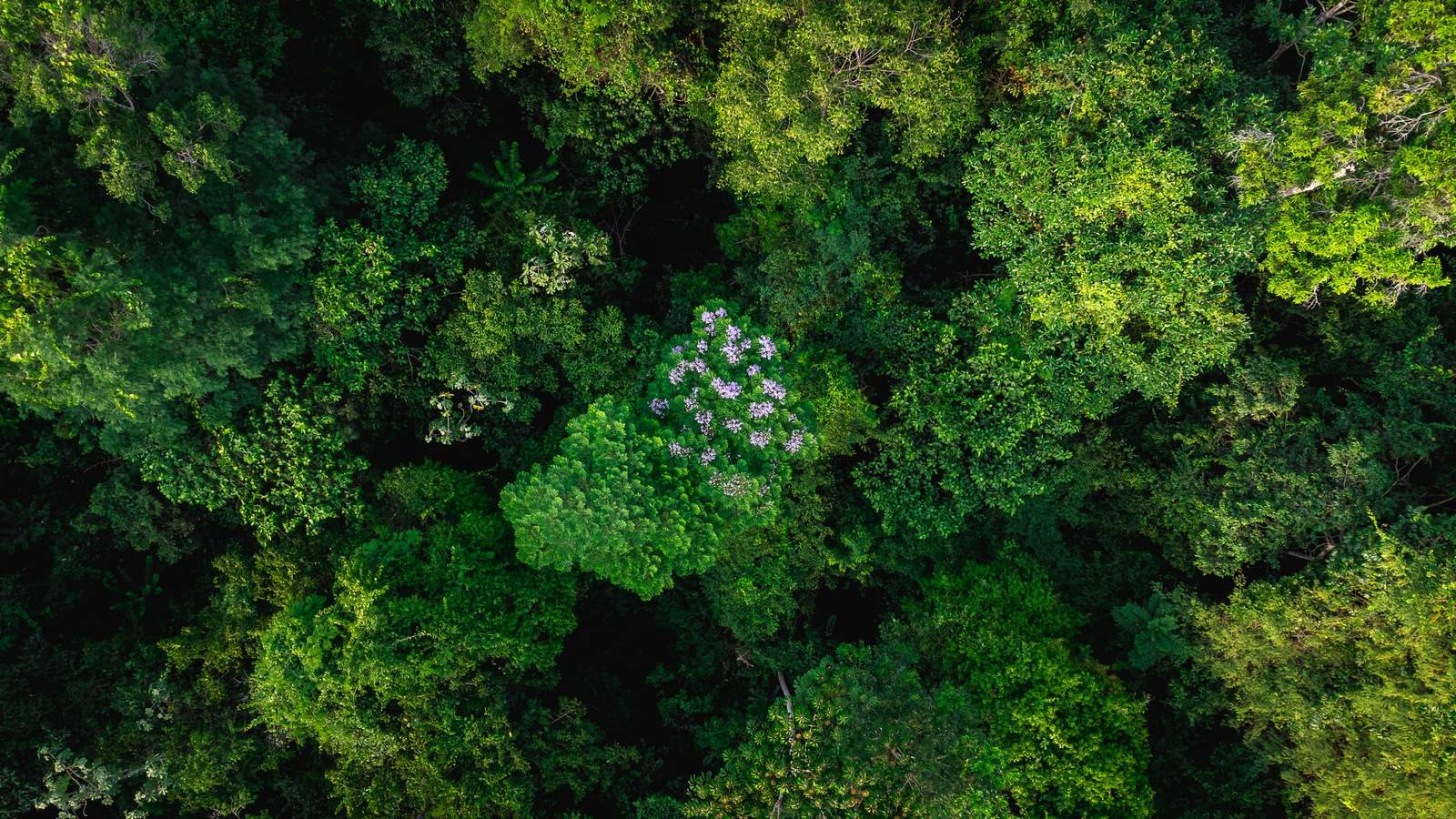 Floresta amazônica vista de cima. Projeto REDD+ Carbonext