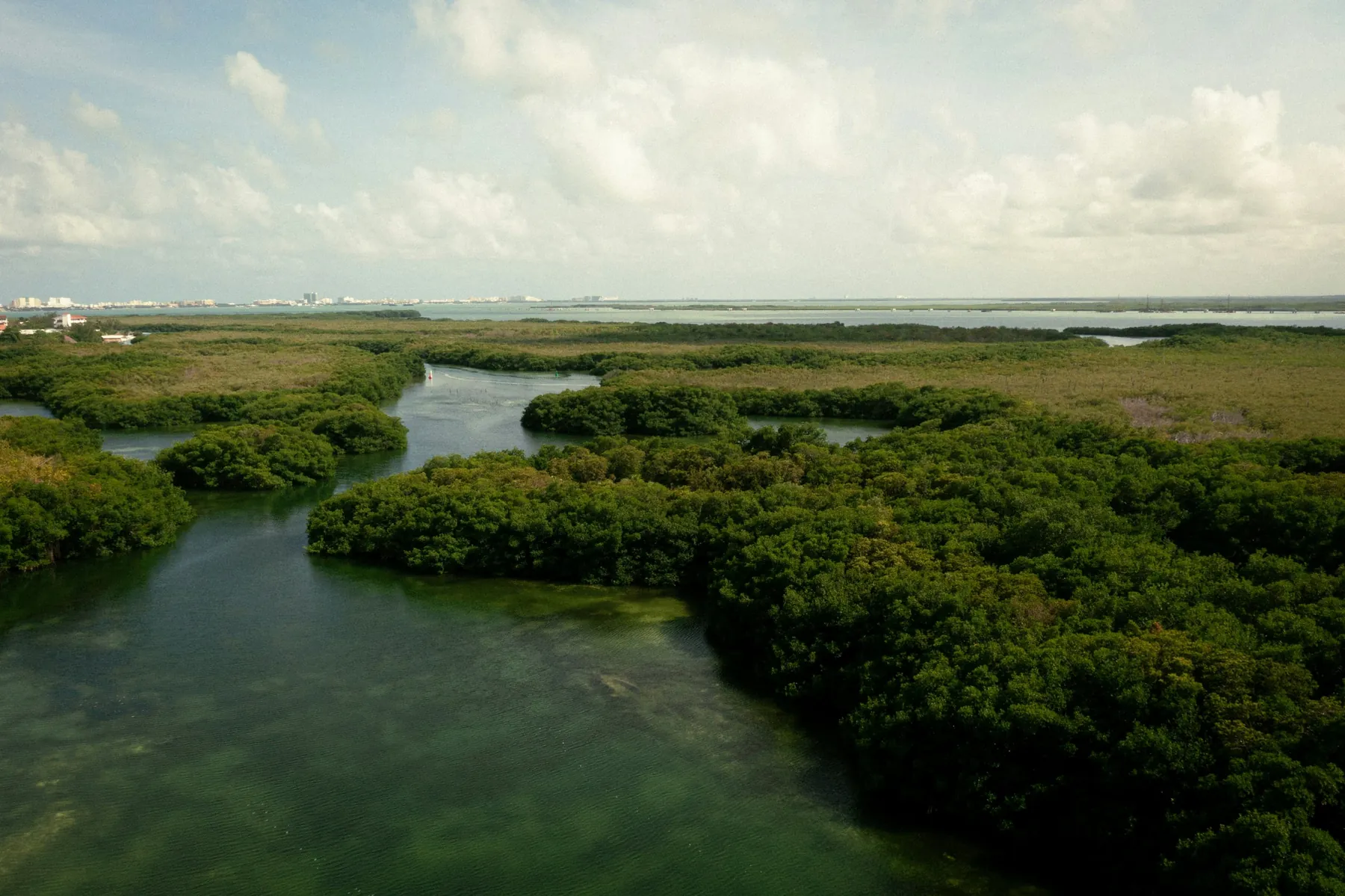 Manguezal aéreo com rios serpenteando entre as raízes e perfil urbano ao horizonte: interface entre natureza e cidade